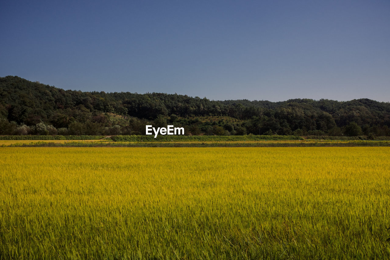 Idyllic shot of green landscape against clear sky