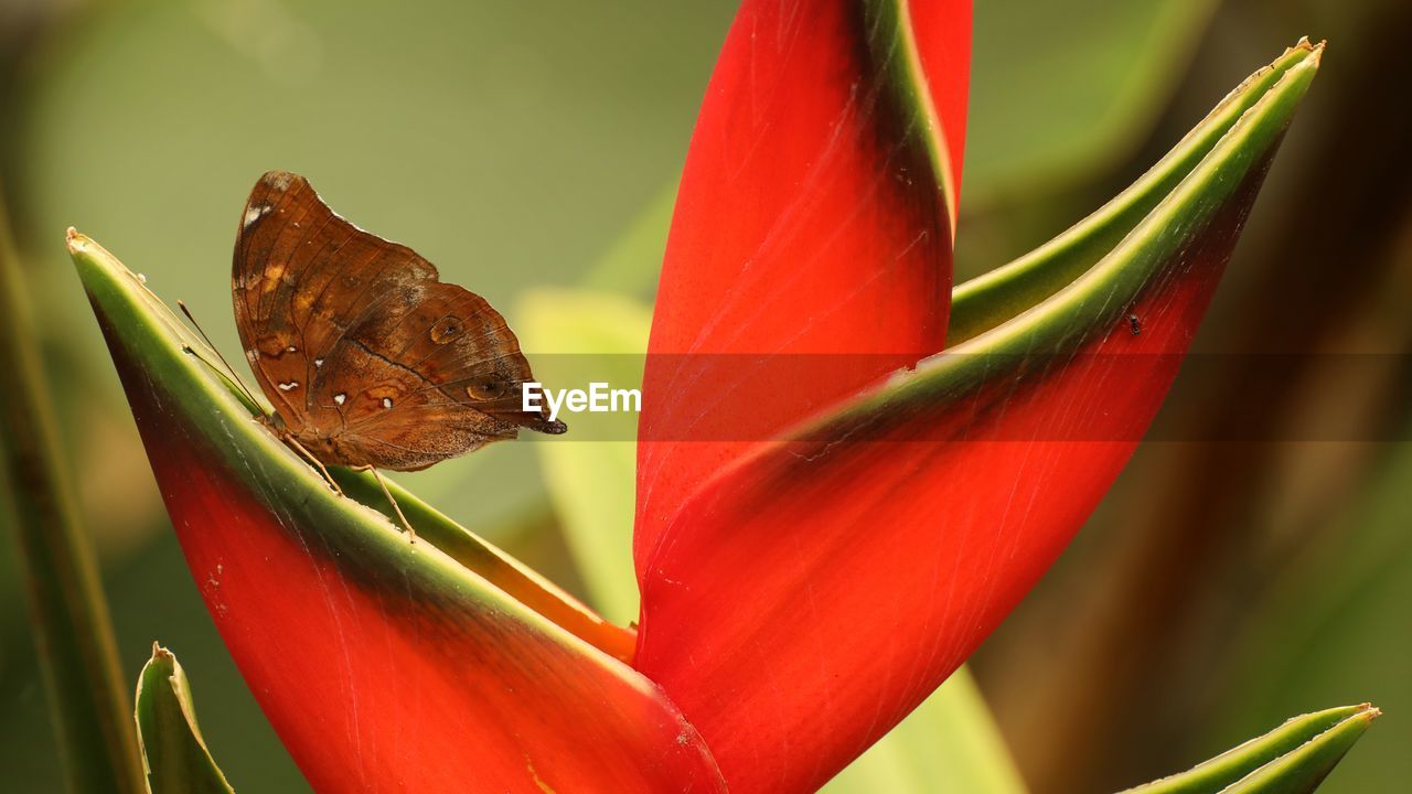 CLOSE-UP OF BUTTERFLY ON RED FLOWERING PLANT