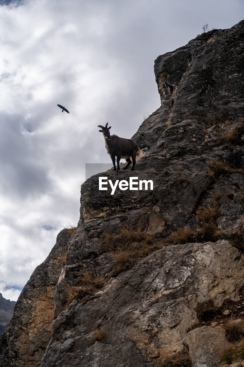 Low angle view of mountain goat on rock against sky