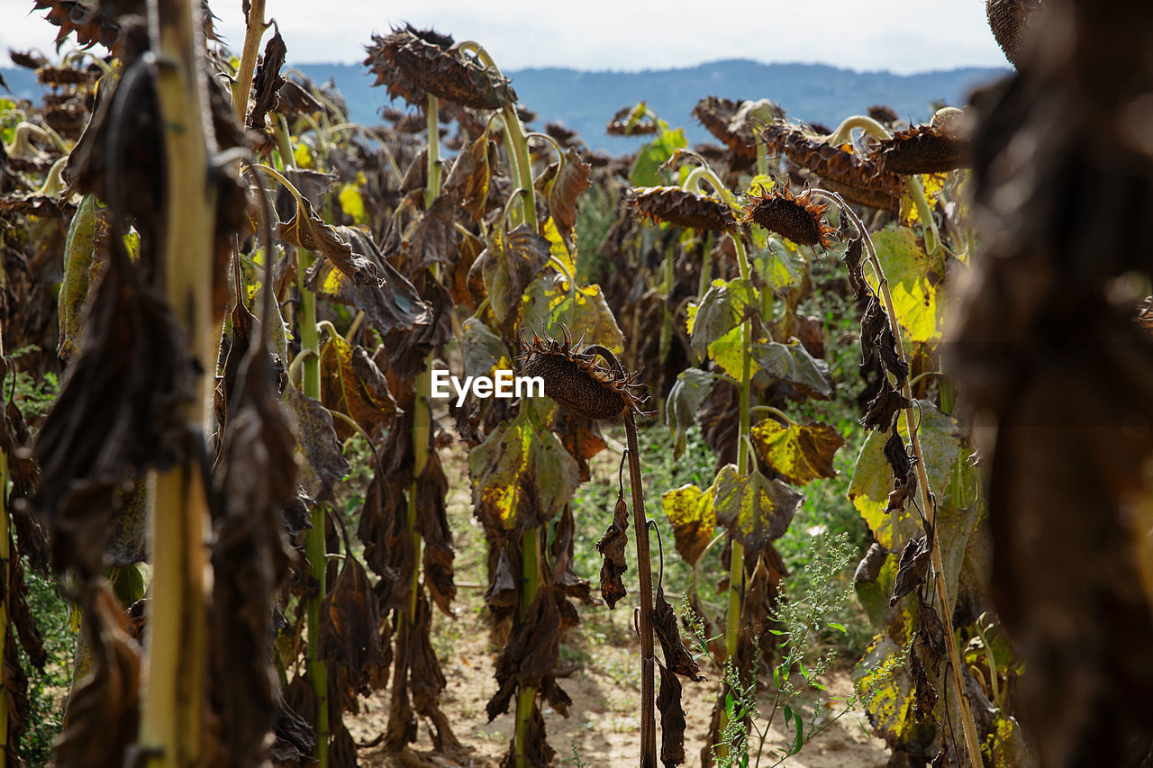 Close-up of dries sunflowers field against sky