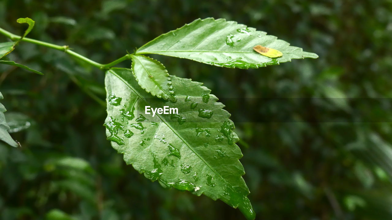 Close-up of wet plant leaves during rainy season