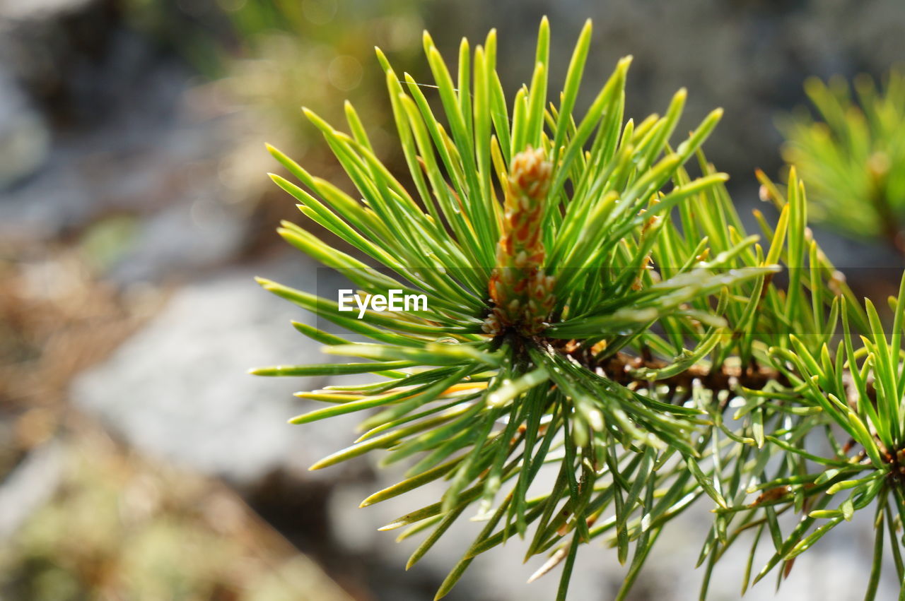 CLOSE-UP OF PLANT