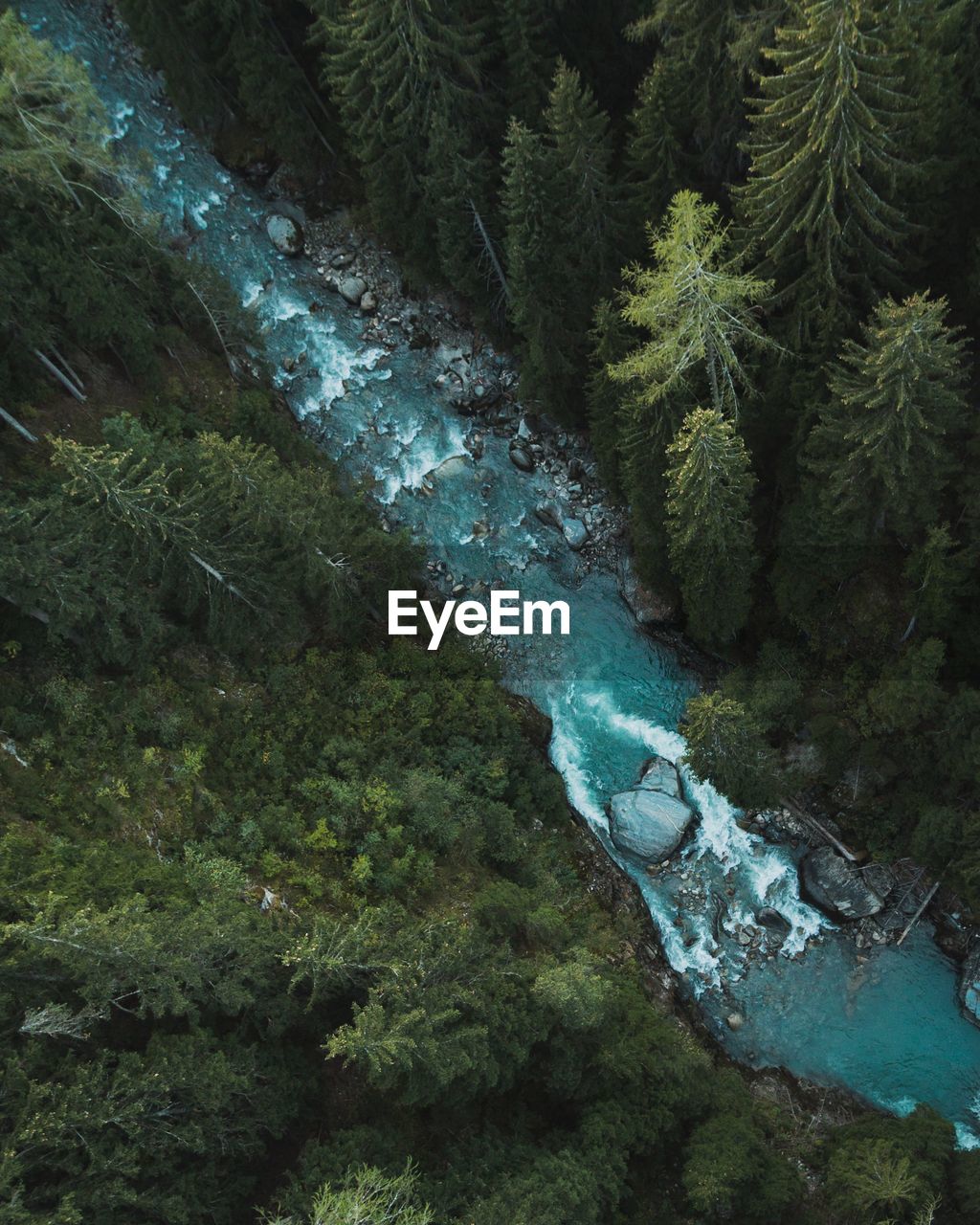 High angle view of river in forest