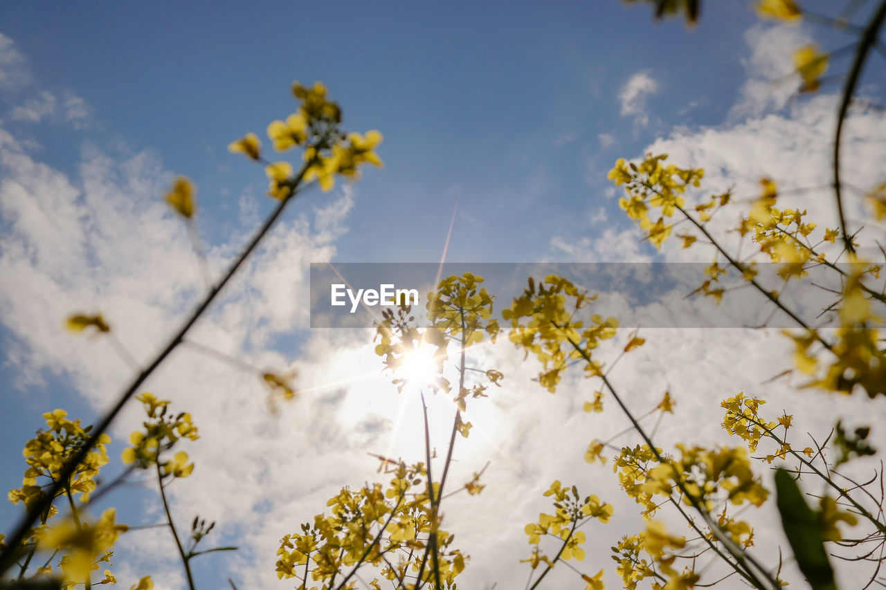 Low angle view of cherry blossoms against sky