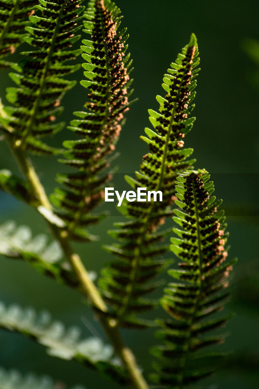 Fern leaves