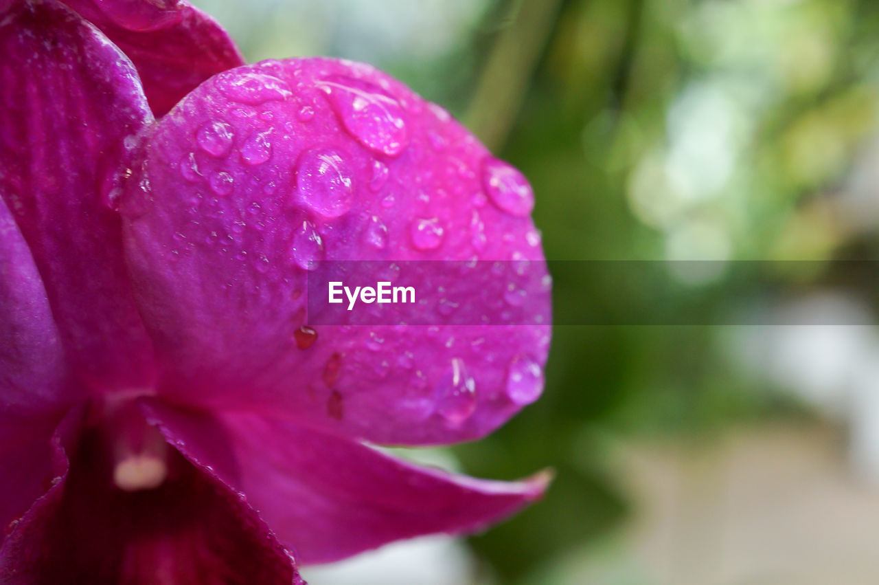 CLOSE-UP OF WATER DROPS ON PINK FLOWER