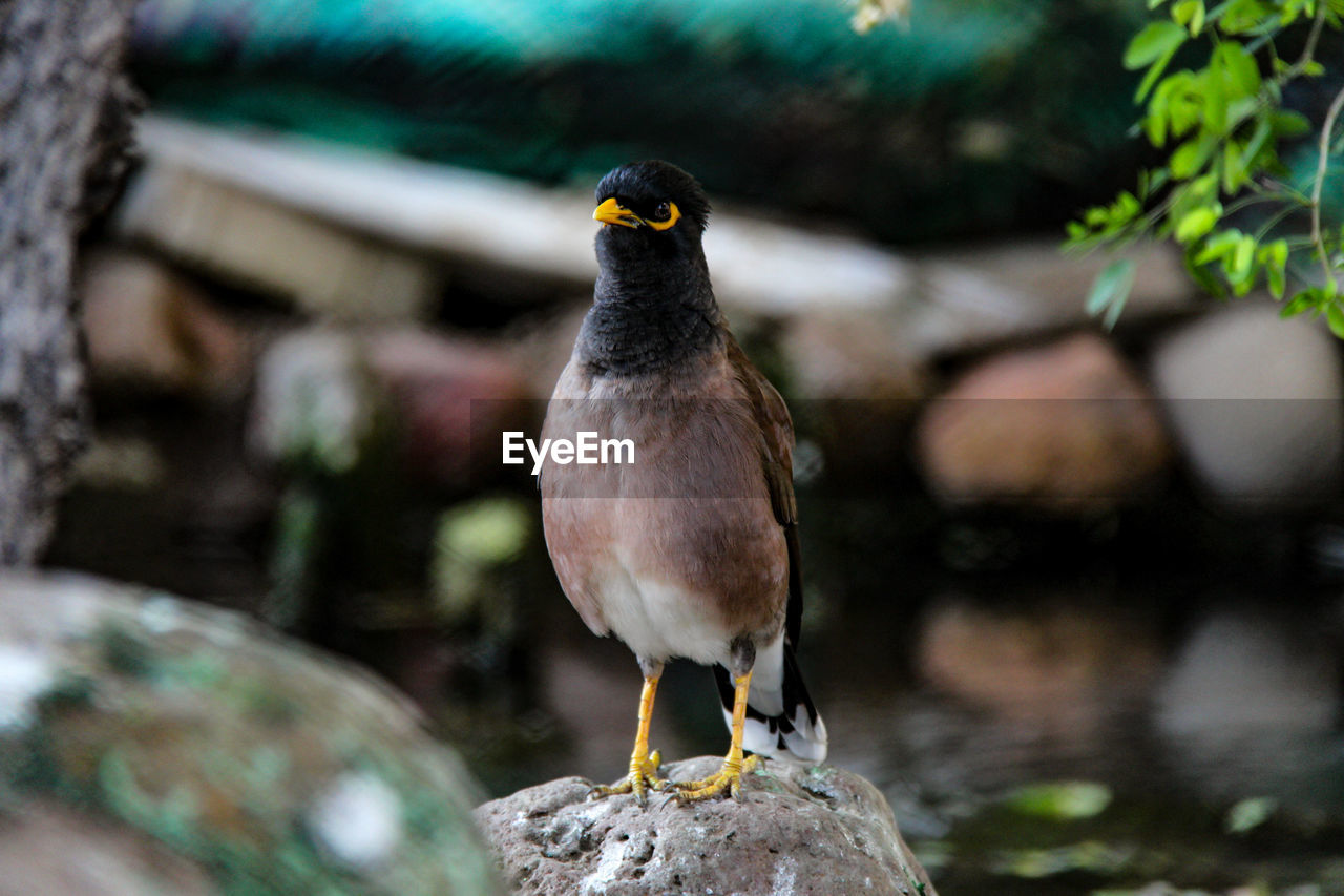 CLOSE-UP OF BIRD PERCHING ON PLANT