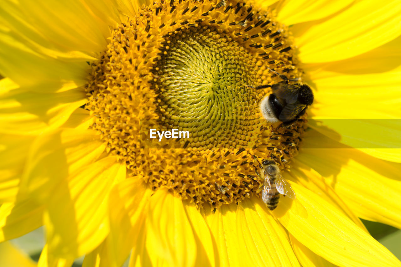 EXTREME CLOSE-UP OF BEE ON SUNFLOWER