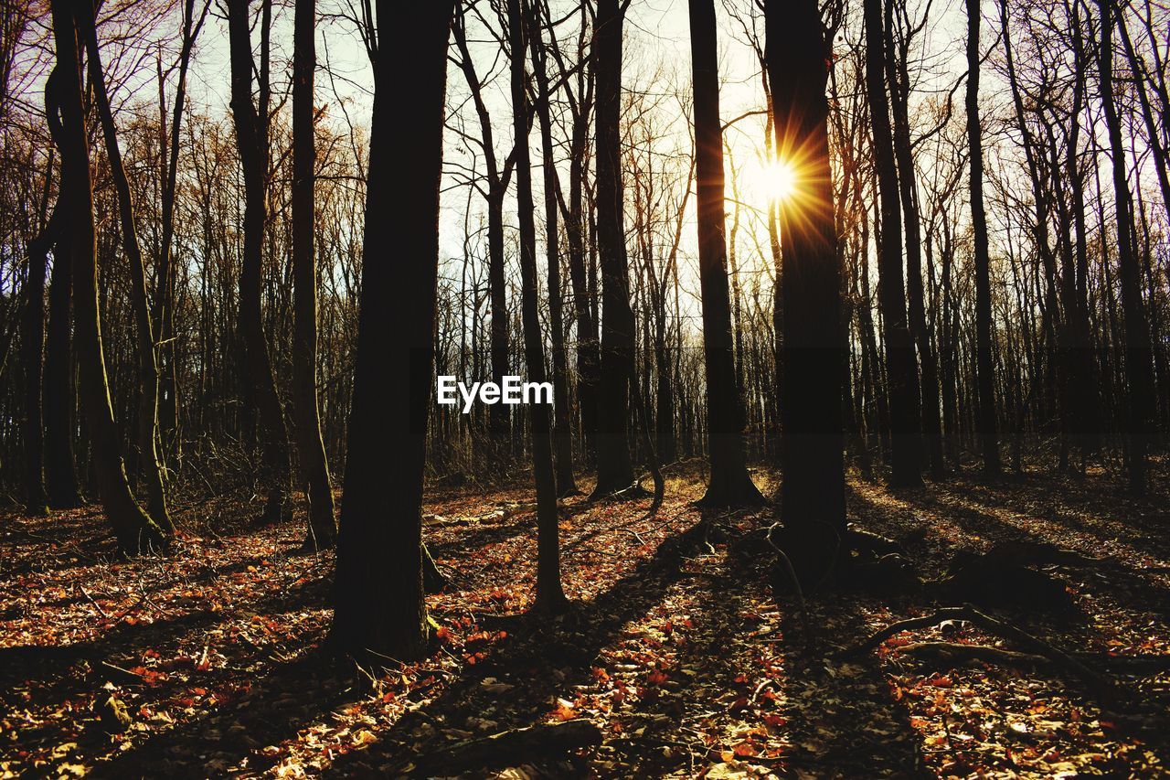 SUNLIGHT STREAMING THROUGH TREES IN FOREST DURING SUNSET