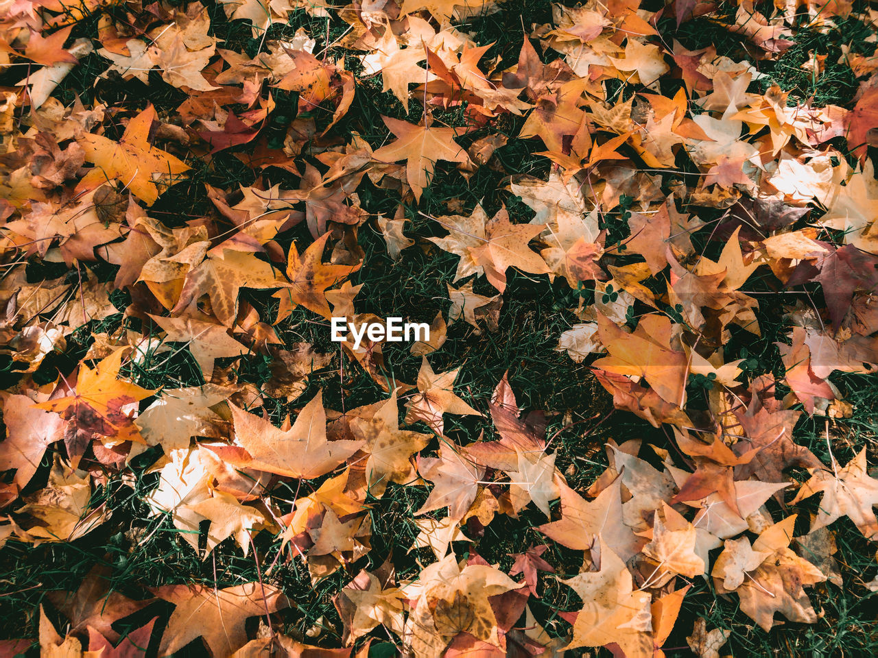 High angle view of maple leaves