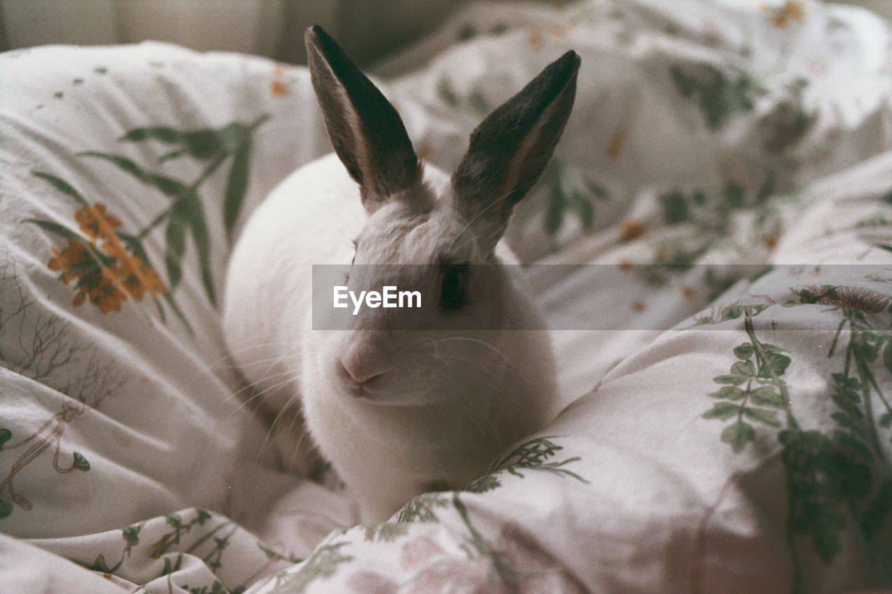 Close-up of a rabbit looking away