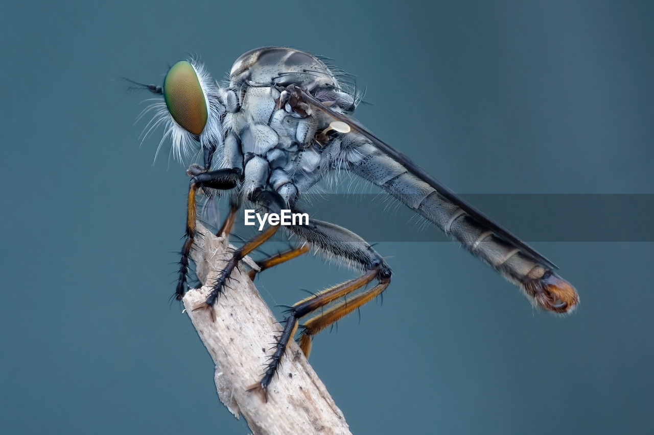 Close-up of dragonfly on twig