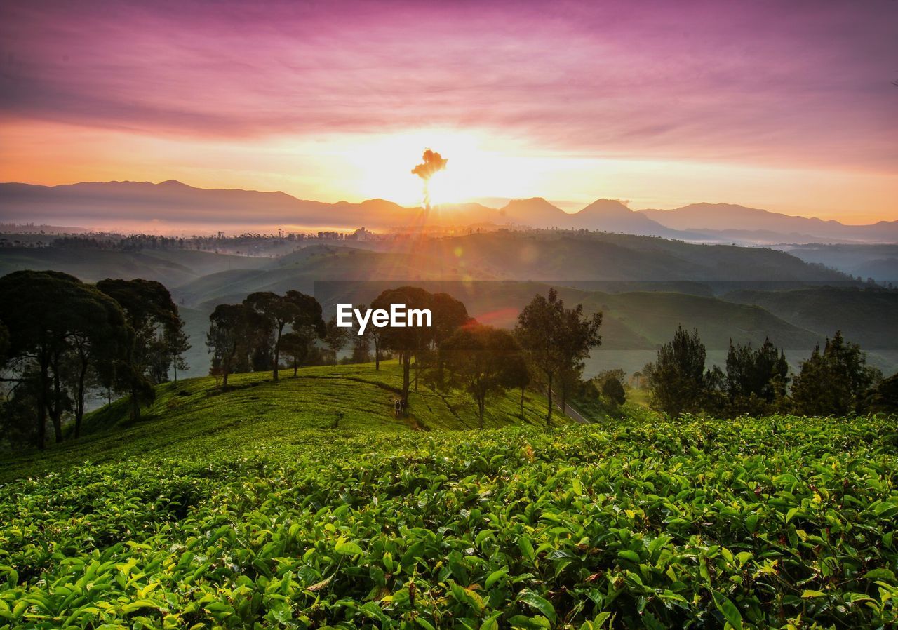 Scenic view of field against sky during sunset