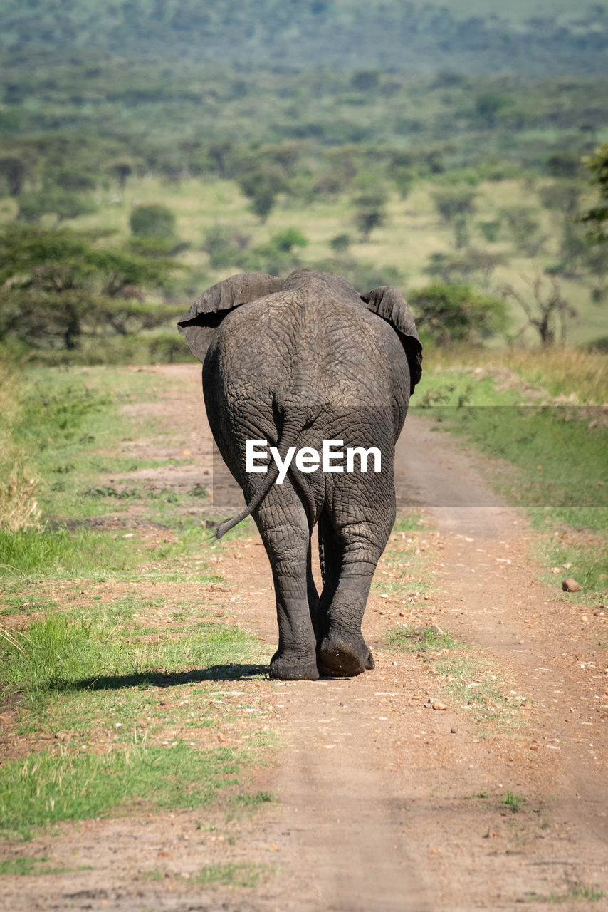 African bush elephant on road from behind