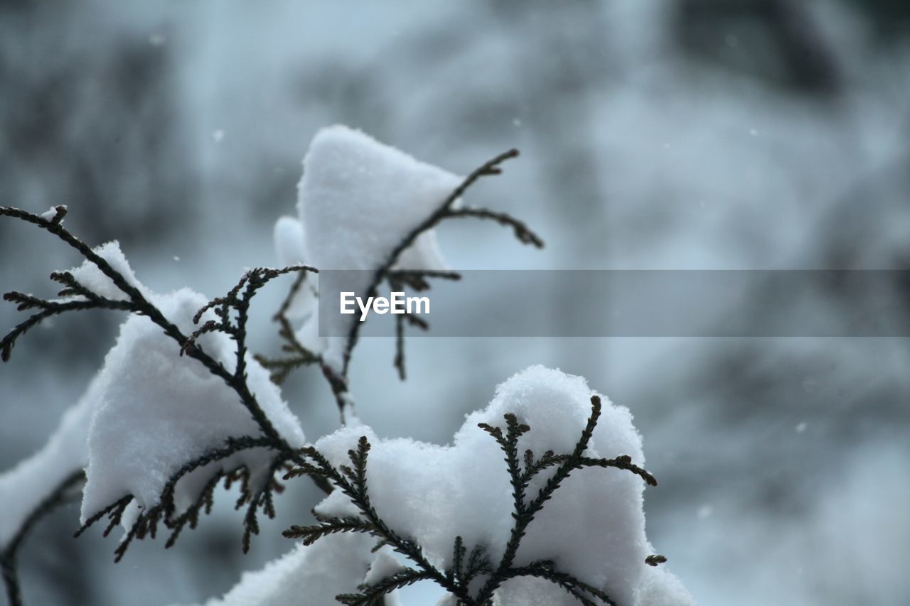 CLOSE-UP OF SNOW COVERED PLANTS