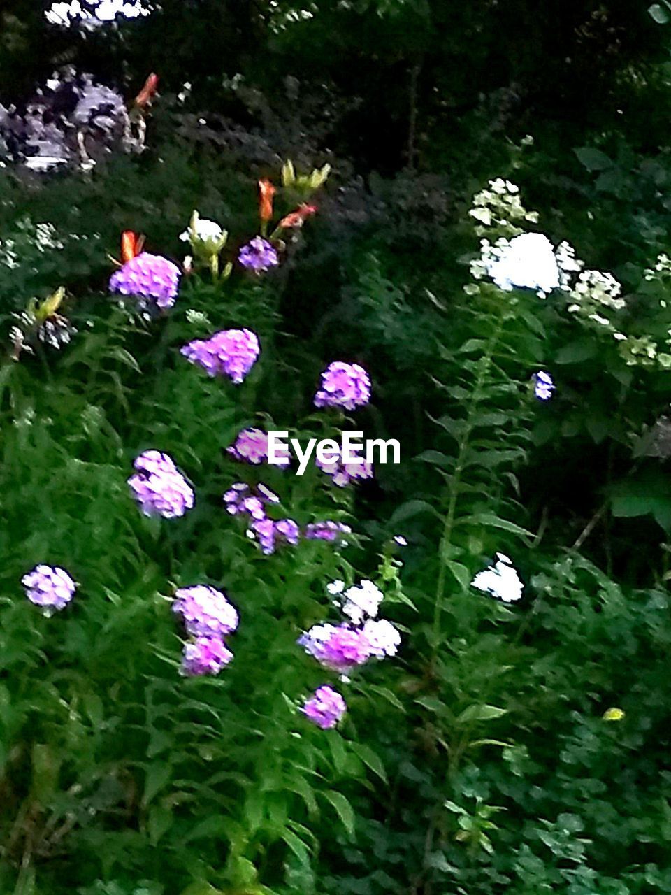 HIGH ANGLE VIEW OF FLOWERS BLOOMING IN WATER