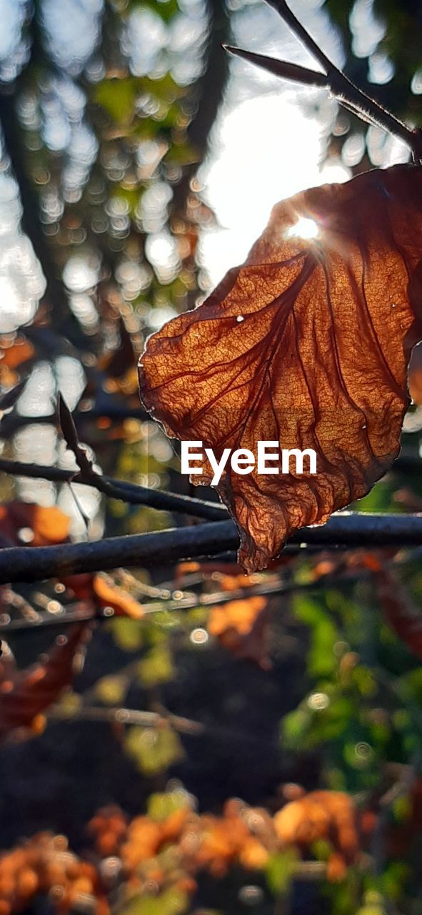 autumn, nature, sunlight, leaf, tree, plant part, plant, branch, beauty in nature, flower, no people, close-up, day, outdoors, growth, yellow, focus on foreground, orange color, tranquility, dry, land, forest, macro photography, environment, brown