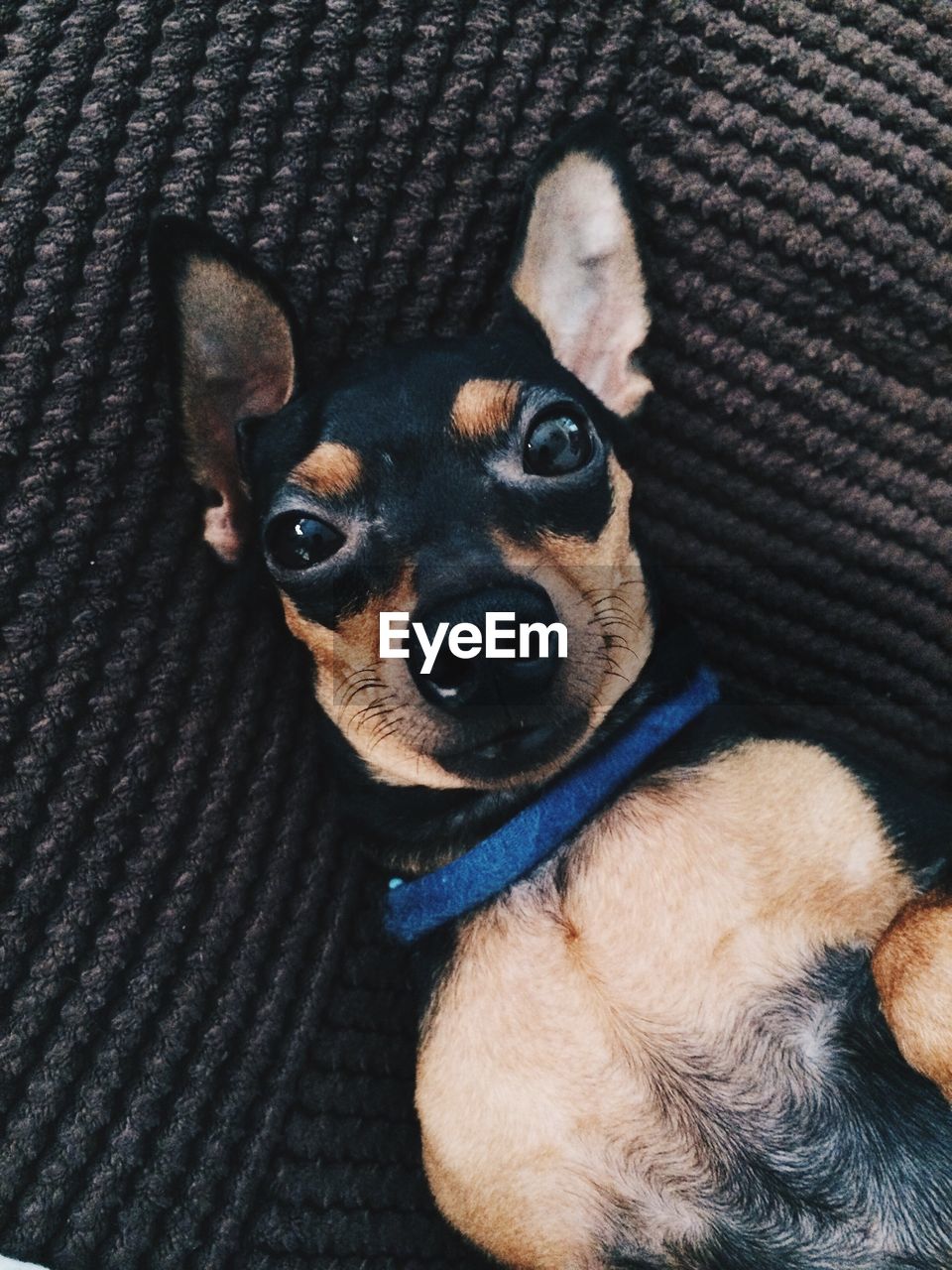 Portrait of miniature pinscher lying on seat