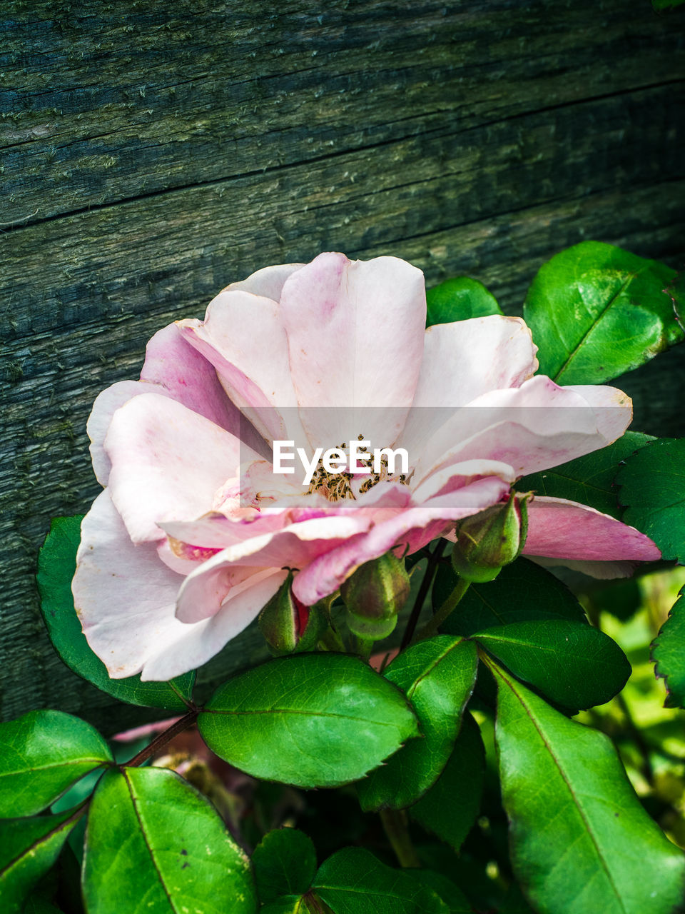 CLOSE-UP OF PINK FLOWER