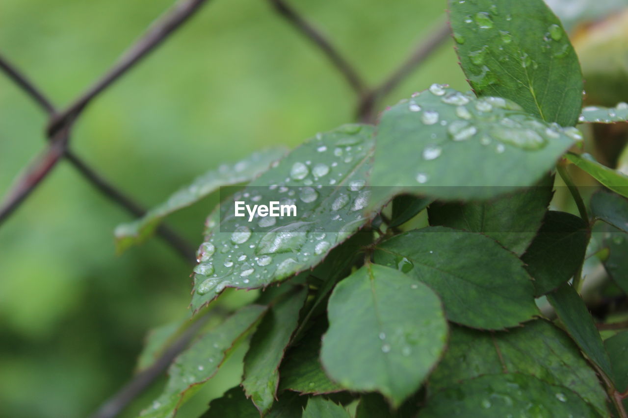 Close-up of wet plant leaves during rainy season