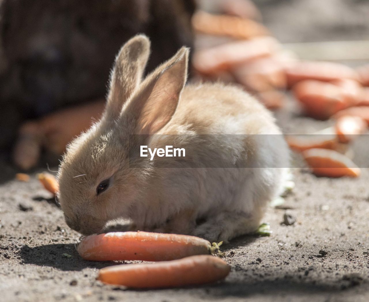 CLOSE-UP OF A RABBIT EATING