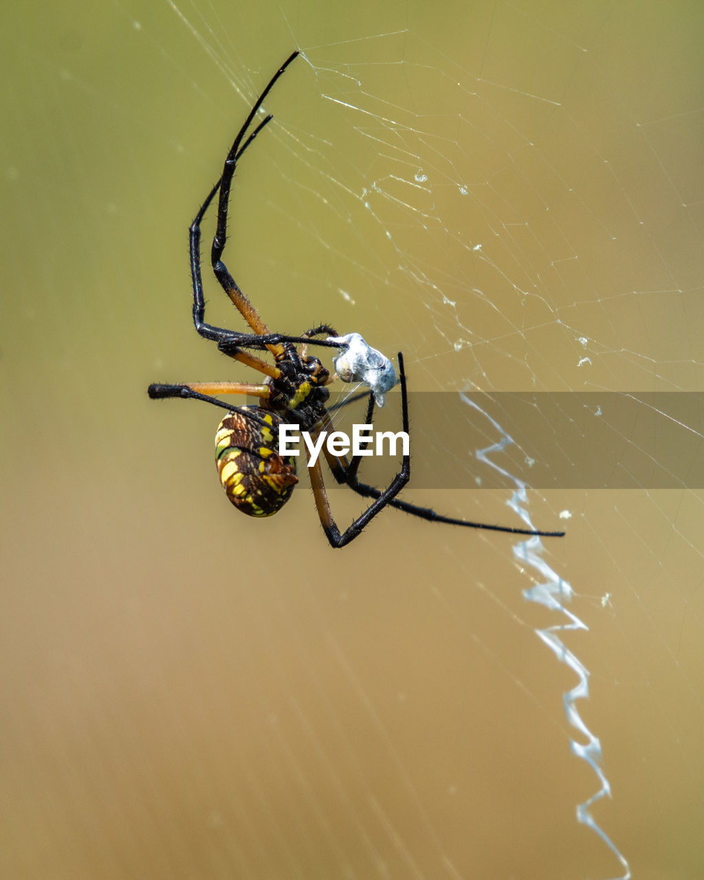 Close-up of spider on web