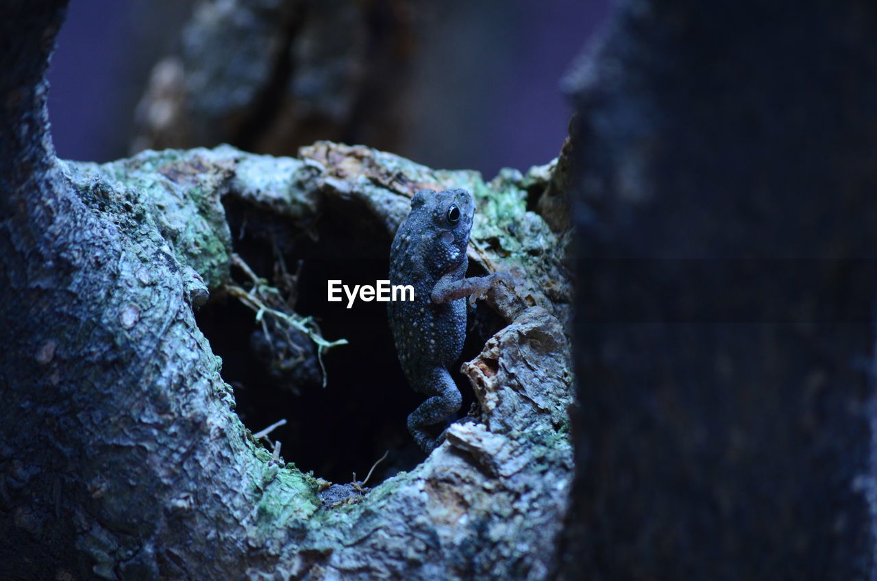 Close-up of tree trunk