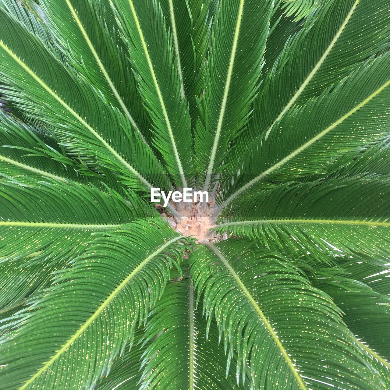 FULL FRAME SHOT OF PALM LEAVES