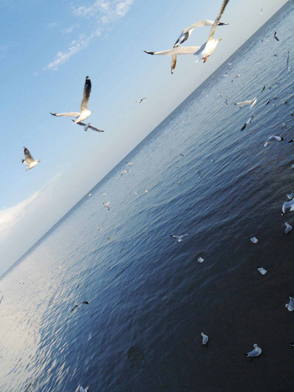 Seagull flying over sea