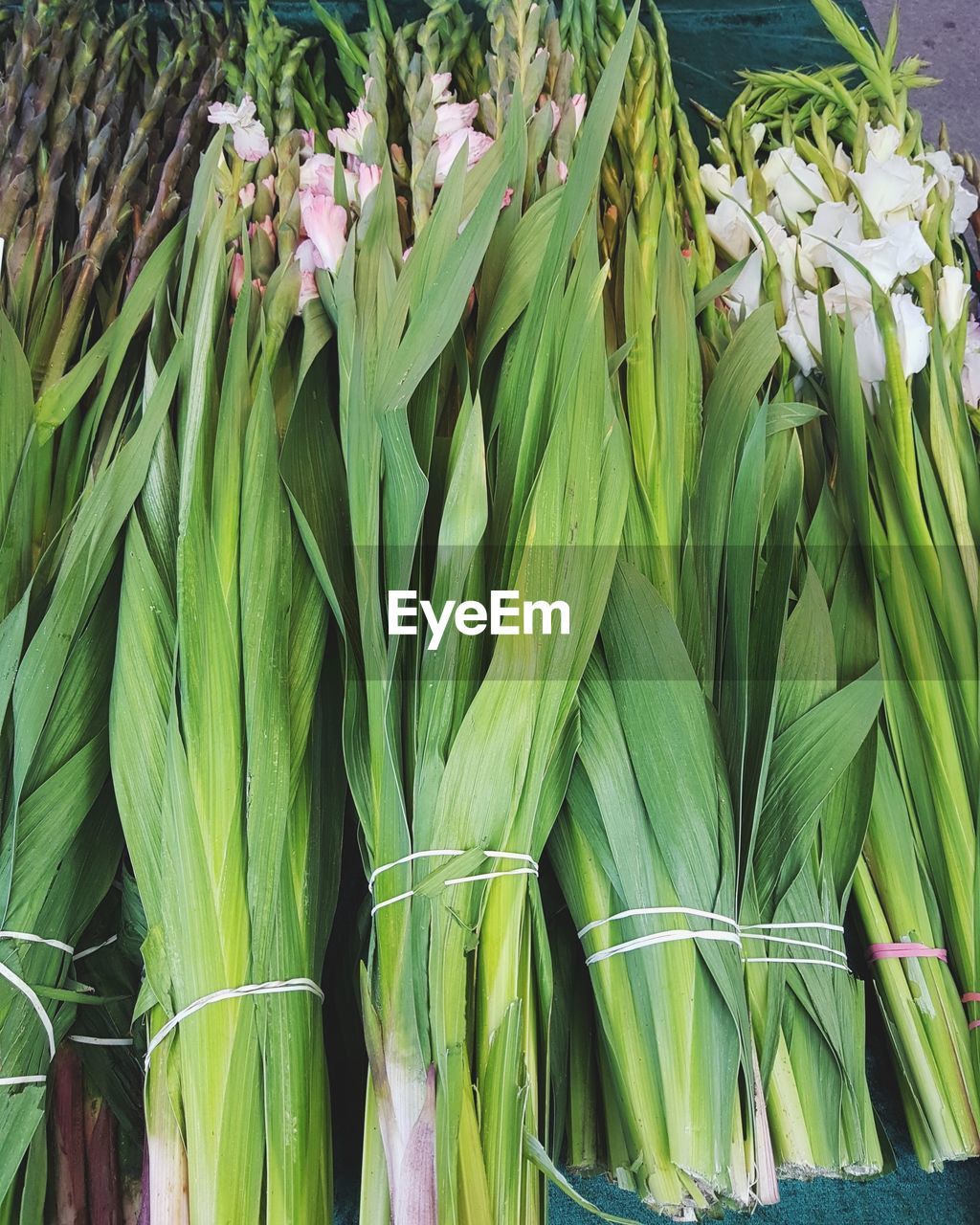 CLOSE-UP OF CORN