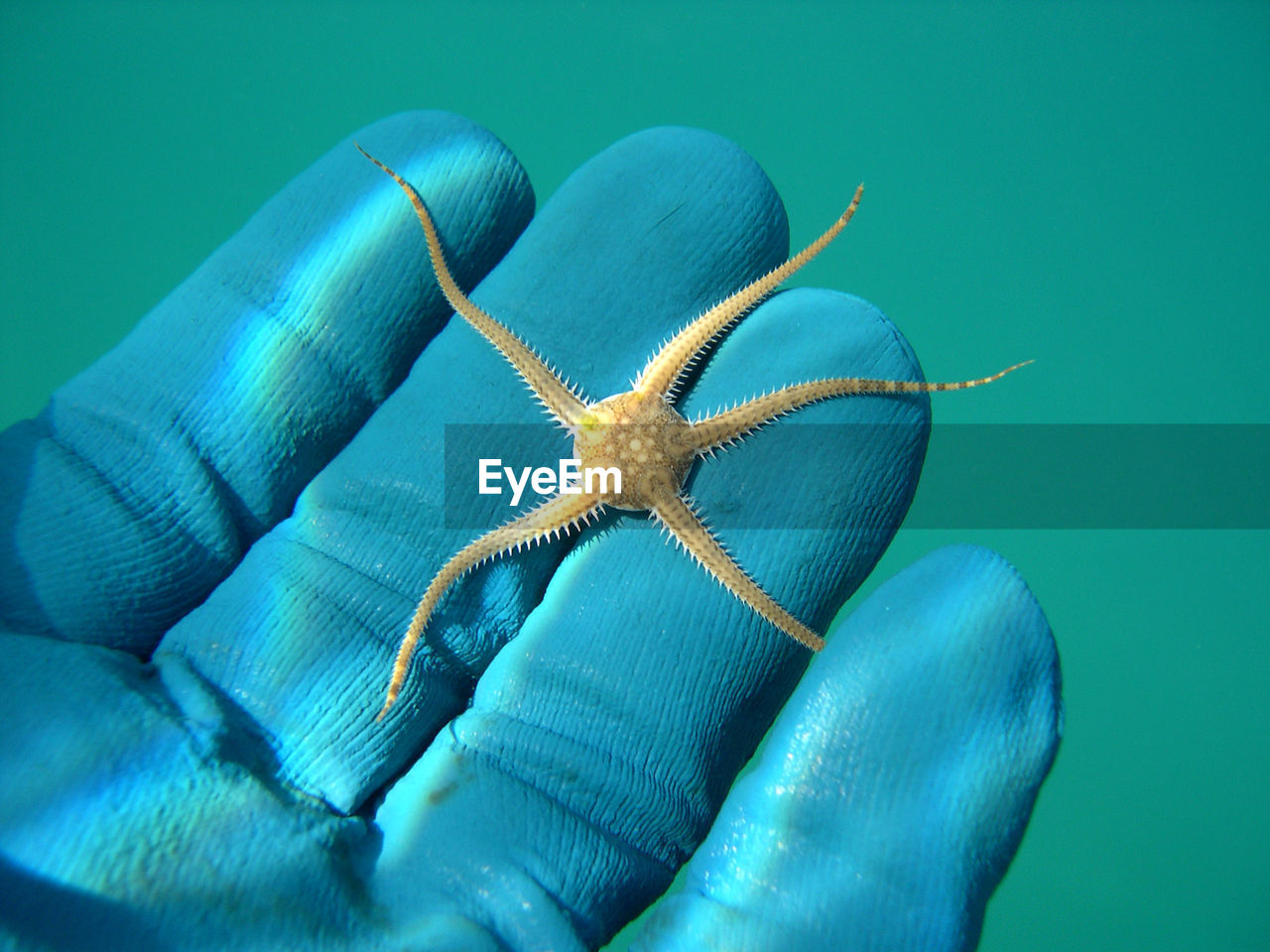 CLOSE-UP OF HUMAN HAND HOLDING BLUE COLORED BACKGROUND