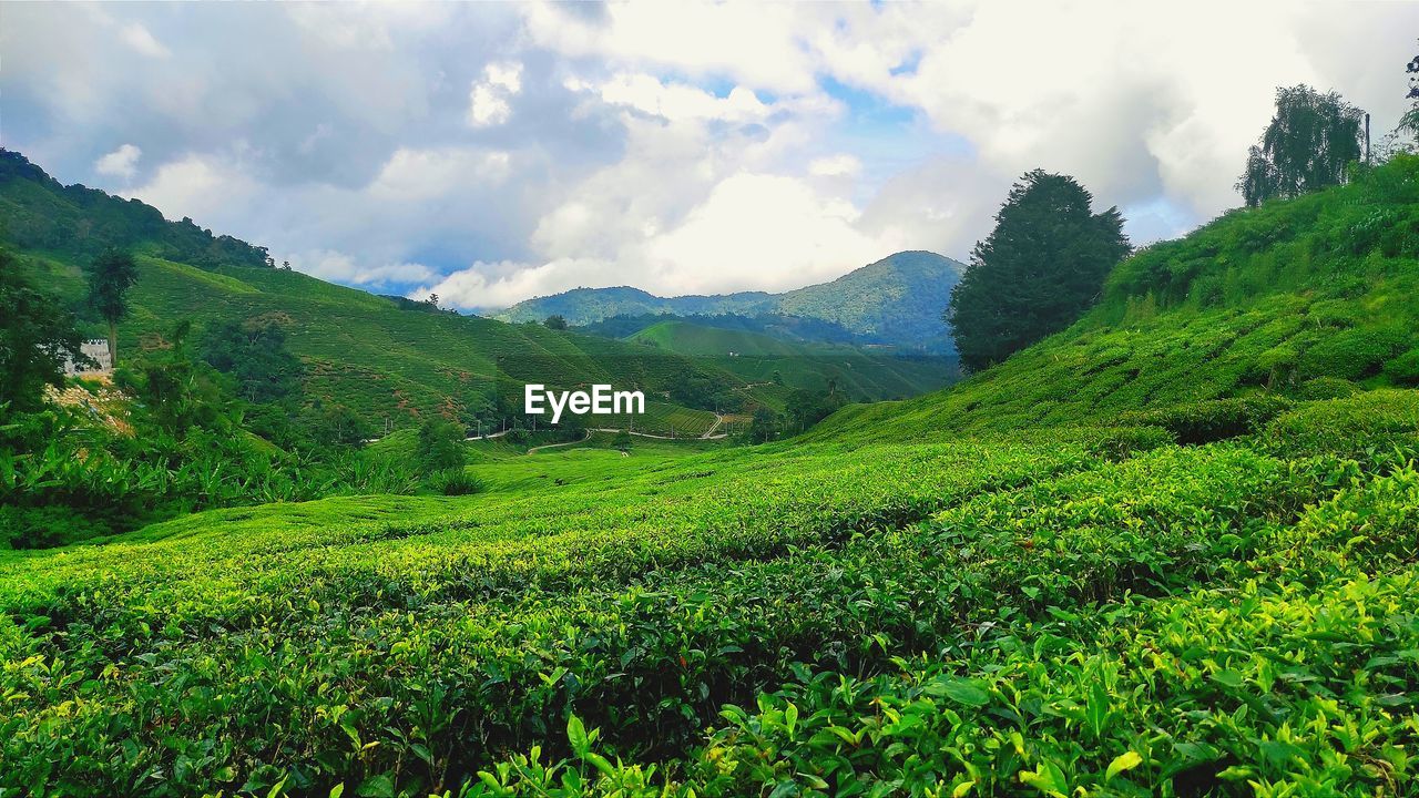 environment, landscape, land, nature, plant, green, mountain, scenics - nature, sky, tea crop, field, cloud, beauty in nature, crop, rural scene, social issues, agriculture, highland, valley, flower, environmental conservation, rural area, plantation, mountain range, tree, travel, growth, meadow, assam tea, forest, no people, tranquility, foliage, farm, lush foliage, grassland, tourism, outdoors, travel destinations, food and drink, plateau, tropical climate, vegetation, darjeeling tea, summer, freshness, tranquil scene, plant part, holiday, tea, tropical tree, vacation, high up, non-urban scene, trip