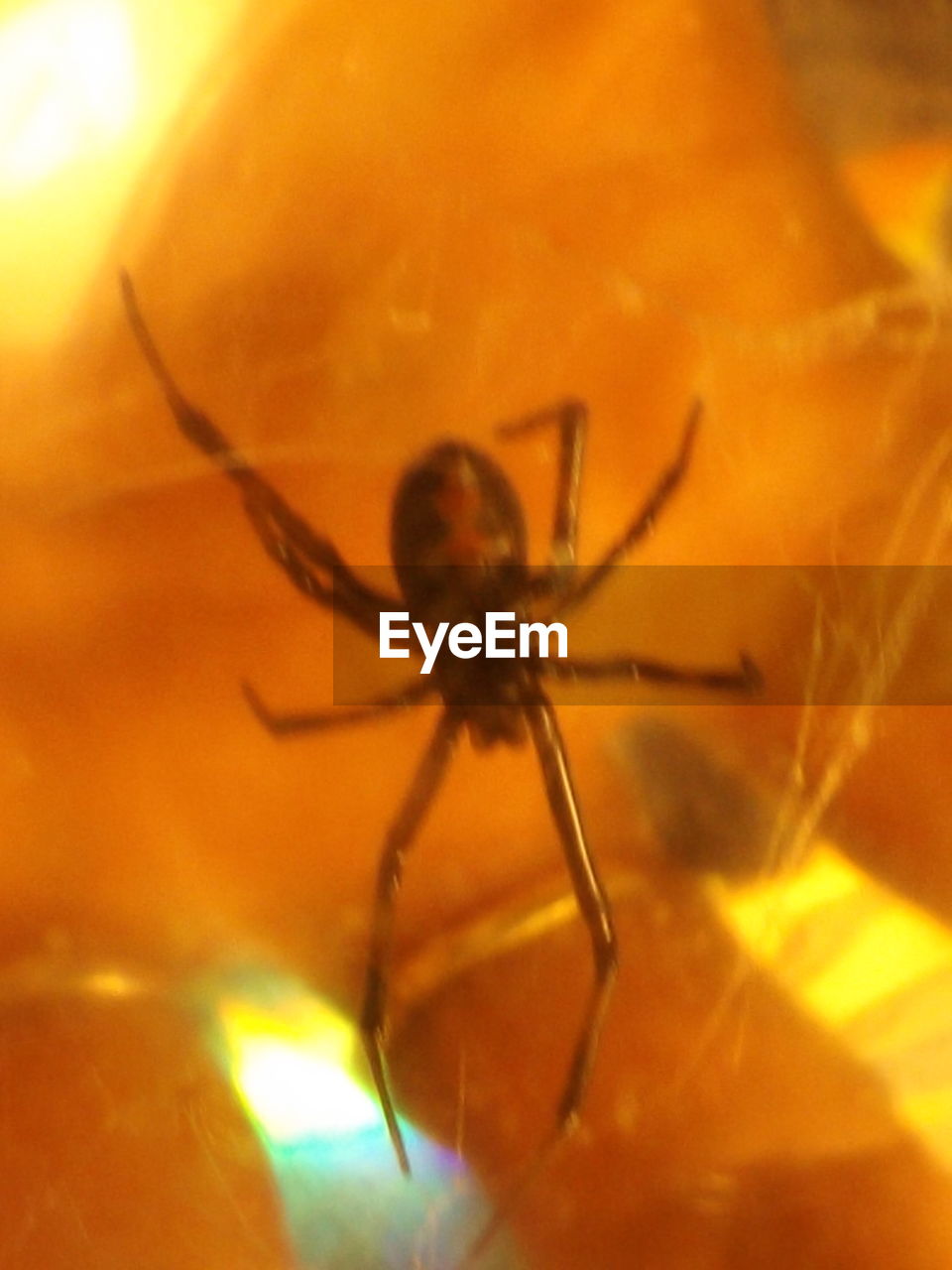 EXTREME CLOSE UP OF SPIDER ON LEAF