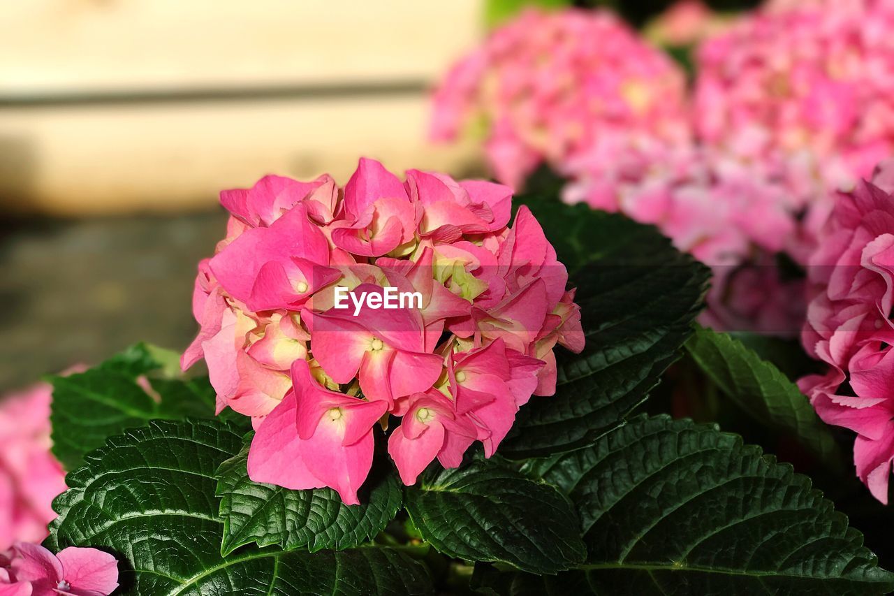 Close-up of pink flowers blooming outdoors