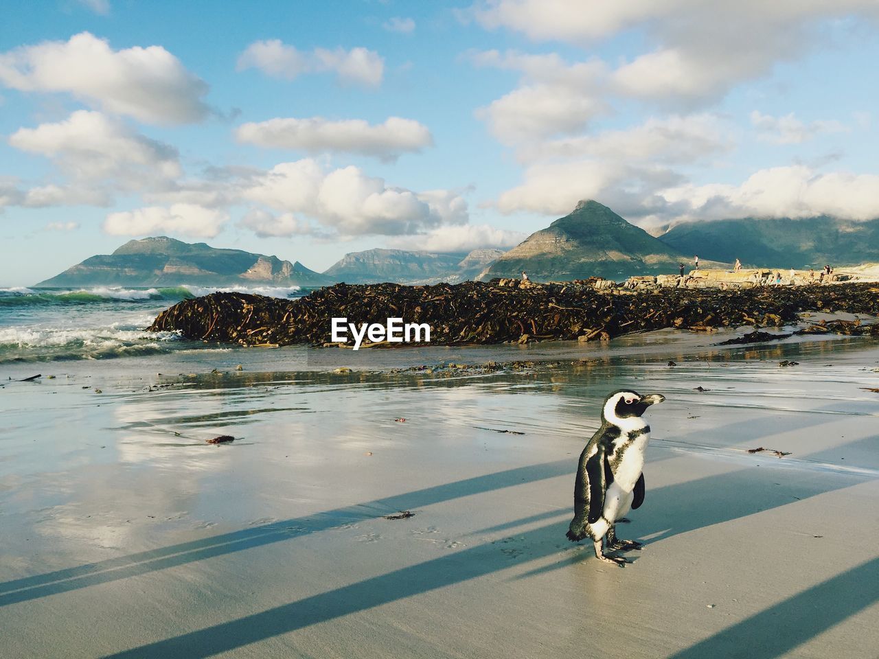 Penguin on frozen lake