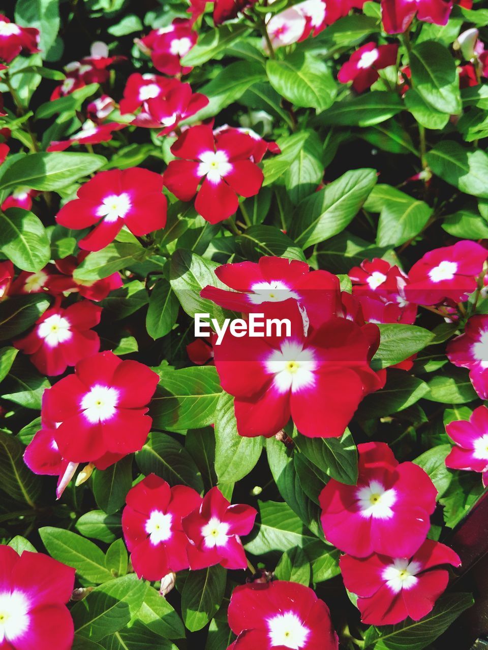 CLOSE-UP OF RED FLOWERING PLANT