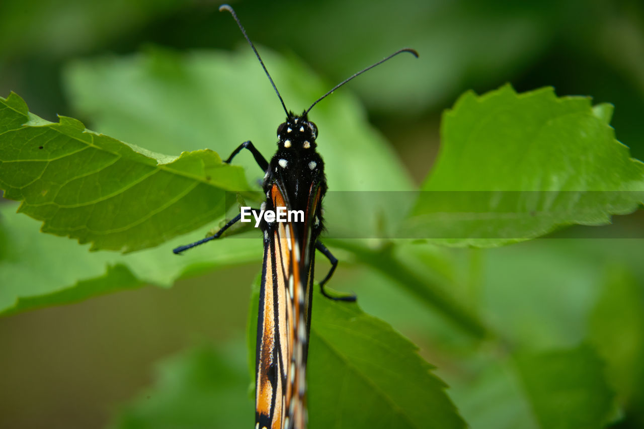 insect, animal, animal themes, animal wildlife, plant part, leaf, green, one animal, wildlife, nature, close-up, macro photography, animal wing, plant, animal body part, focus on foreground, no people, butterfly, beauty in nature, outdoors, macro, day, black, flower, moths and butterflies, animal antenna, plant stem, selective focus