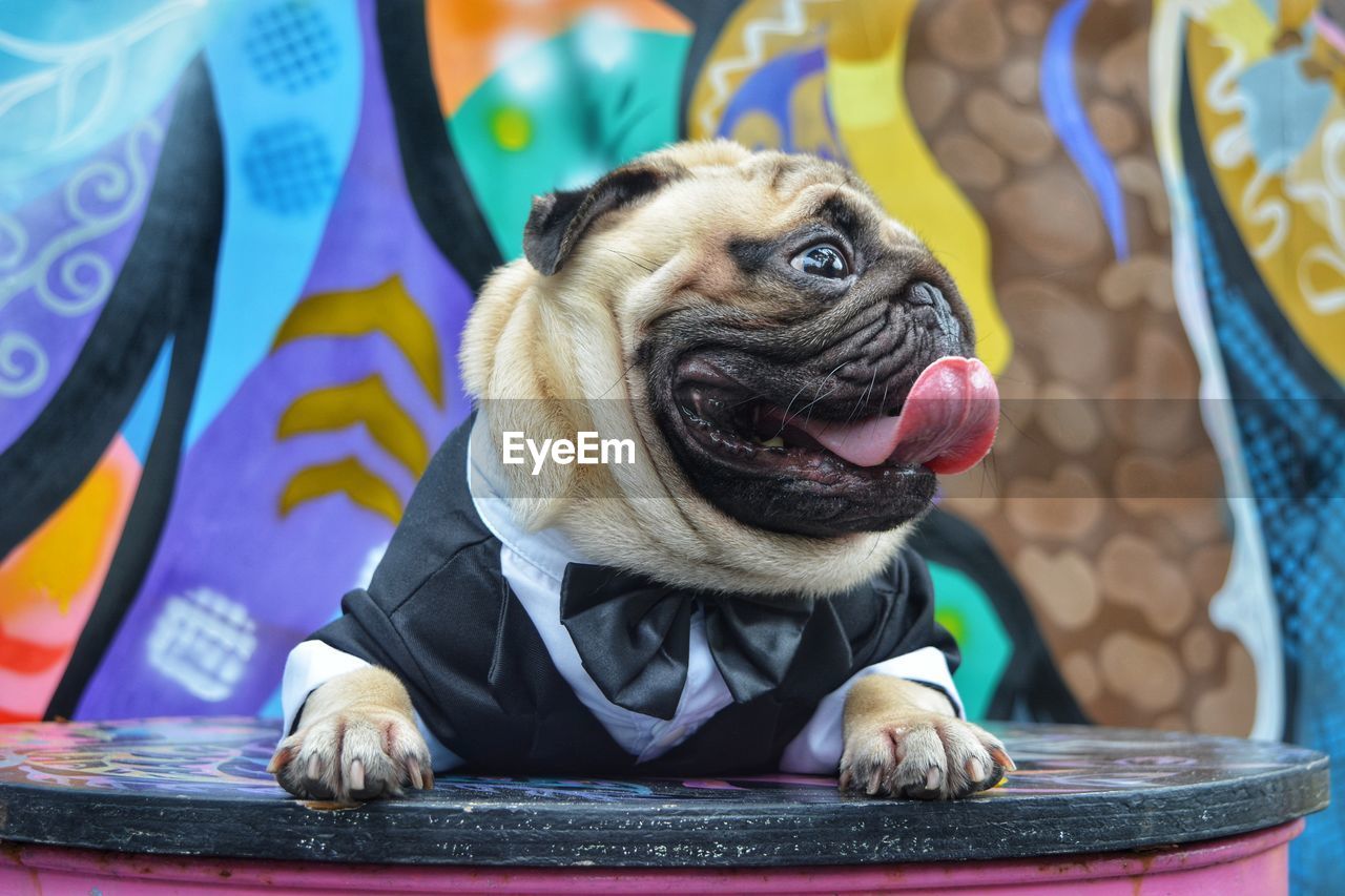 CLOSE-UP OF A DOG STICKING OUT TONGUE WHILE WEARING HAT