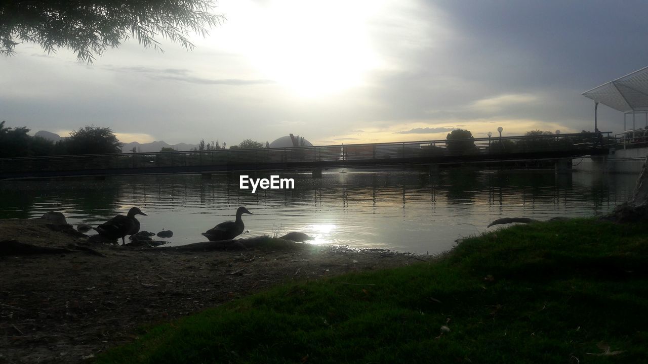 SWAN IN LAKE AGAINST SKY