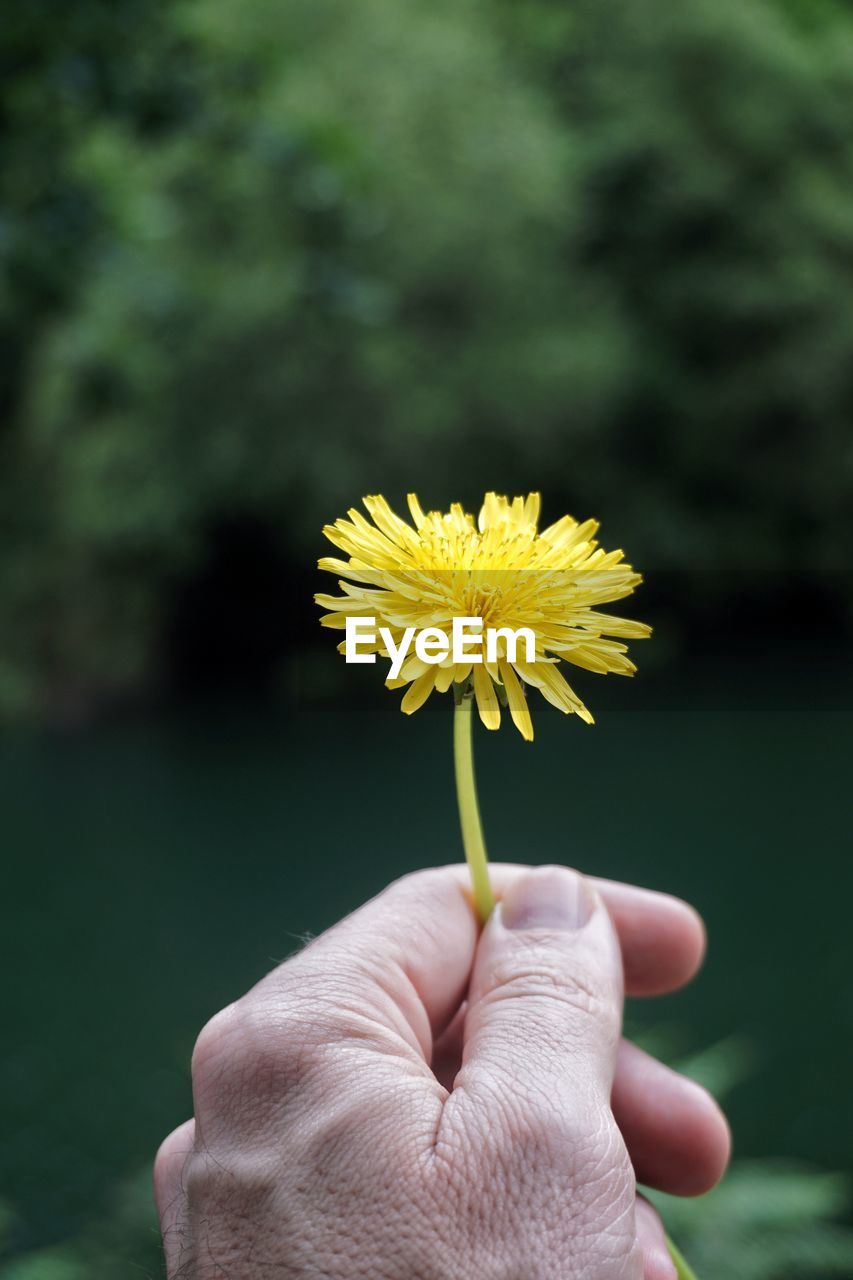 CLOSE-UP OF HAND HOLDING YELLOW DANDELION FLOWER