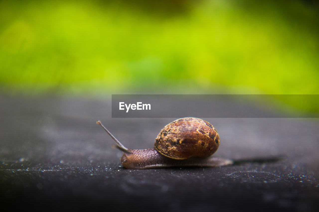 Close-up of snail