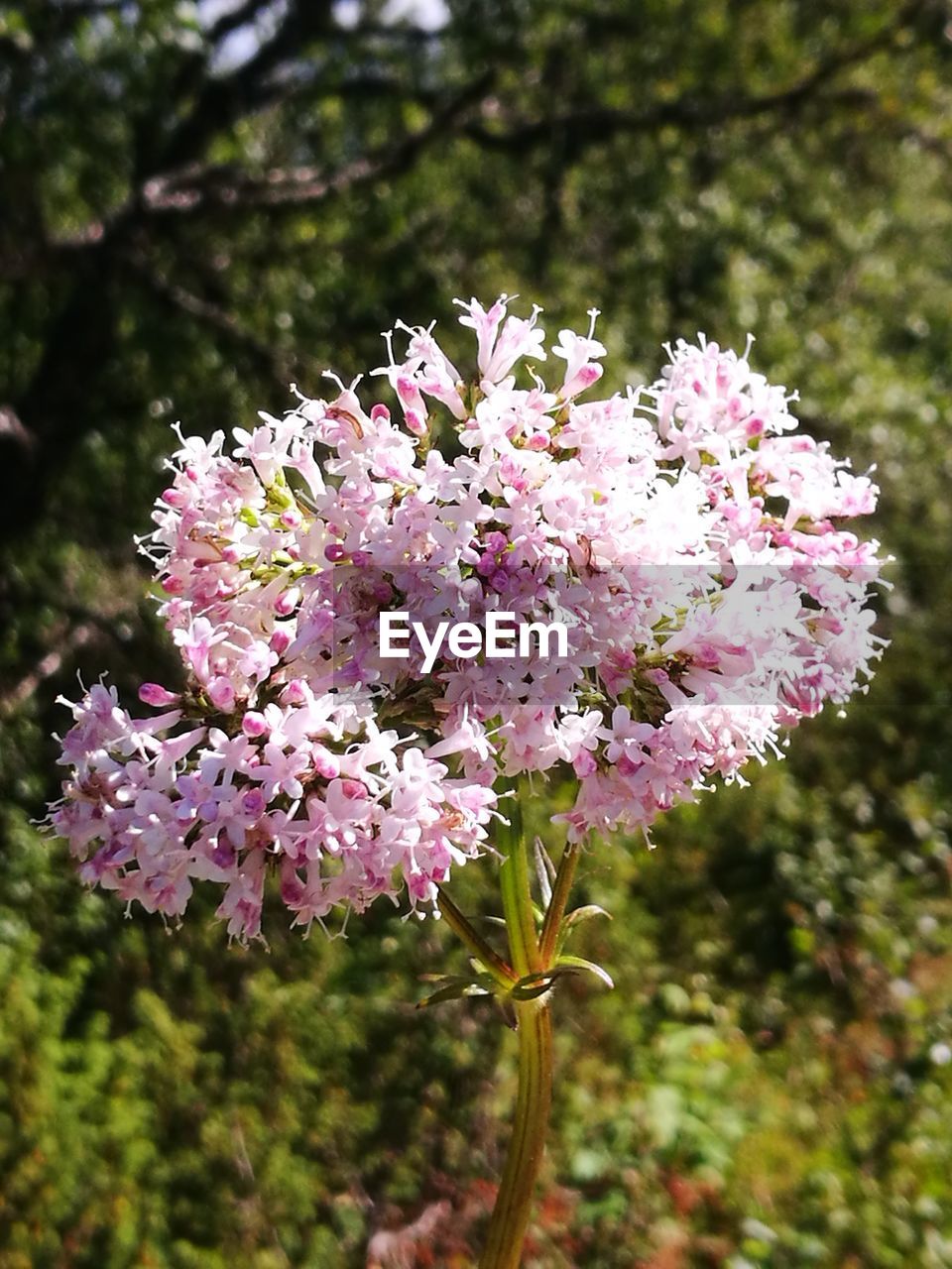 Close-up of pink flowers