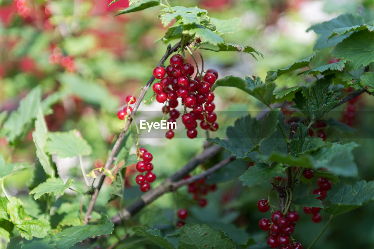 CLOSE-UP OF BERRIES ON TREE