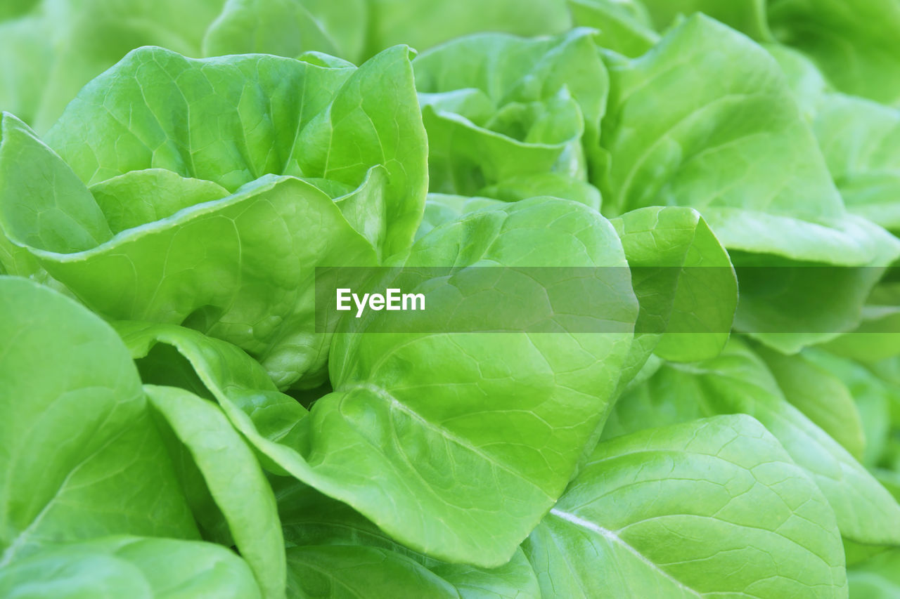 CLOSE-UP OF GREEN LEAVES