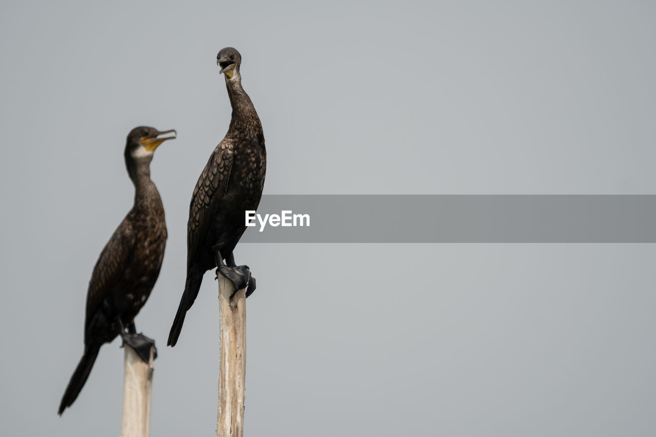 BIRDS PERCHING ON WOODEN POST AGAINST SKY