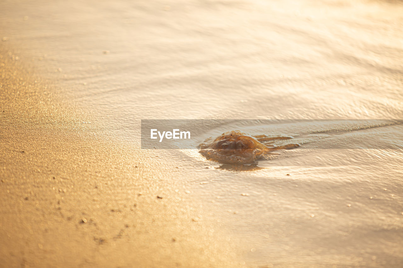 HIGH ANGLE VIEW OF A CRAB ON SAND