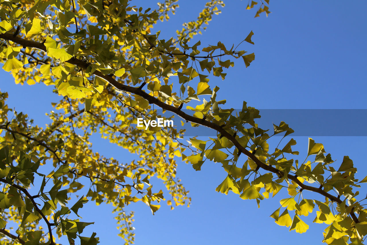 LOW ANGLE VIEW OF TREE AGAINST SKY