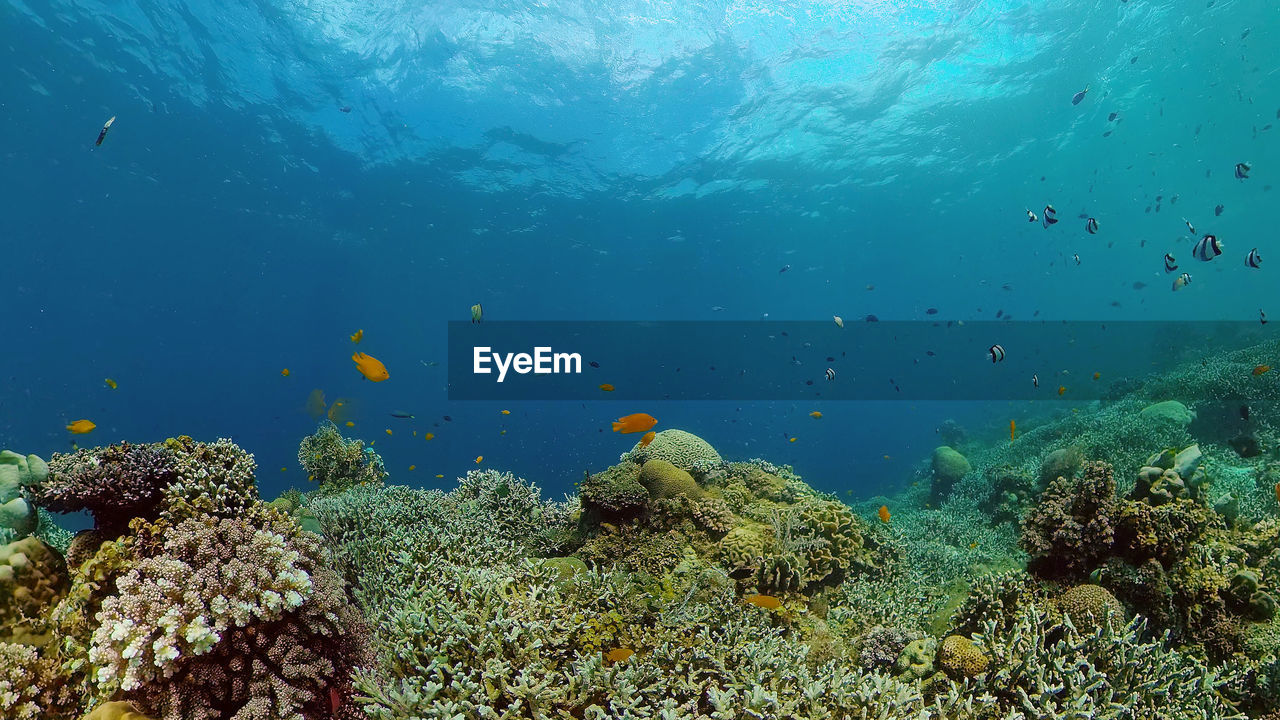 Colourful tropical coral reef. scene reef. seascape under water. philippines.