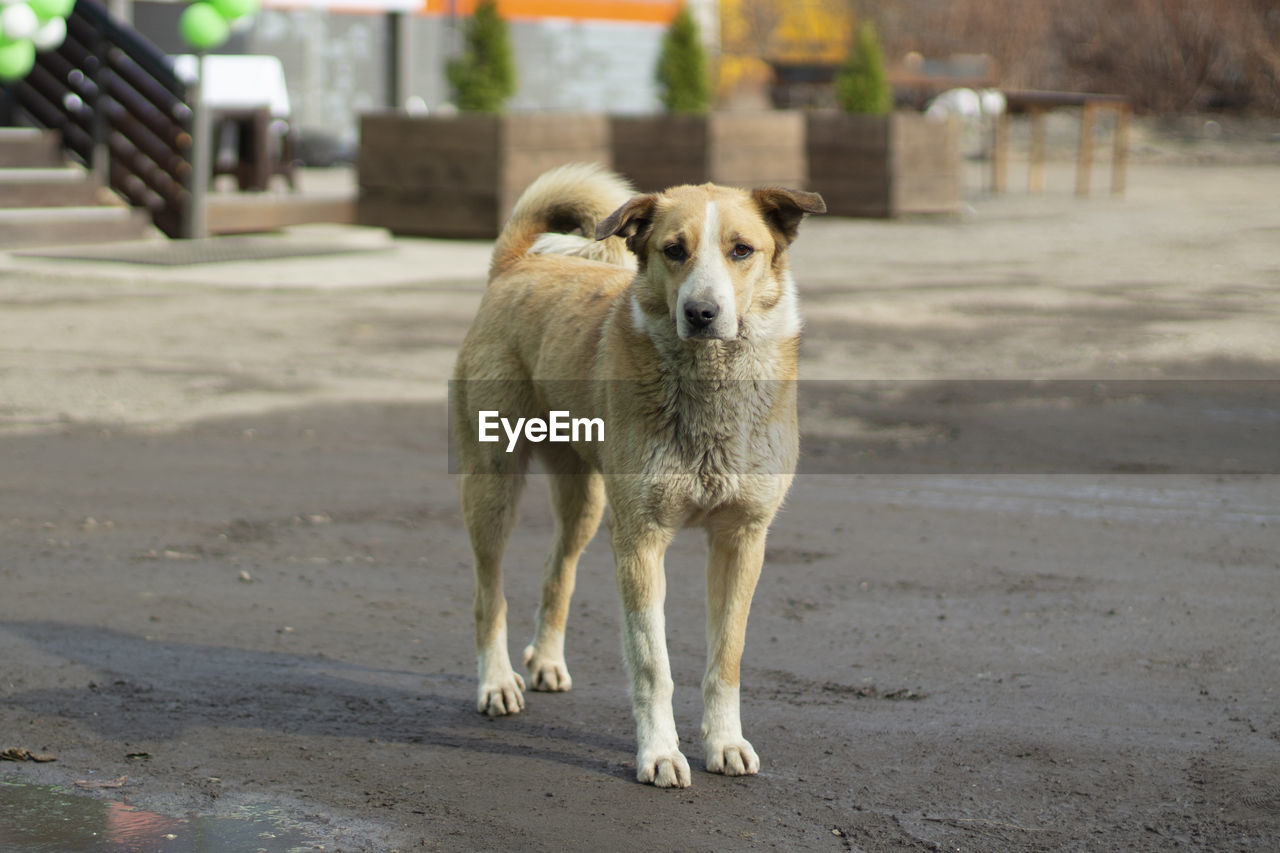 A stray dog is standing in the street. the dog lives on the street. an abandoned pet in the city.