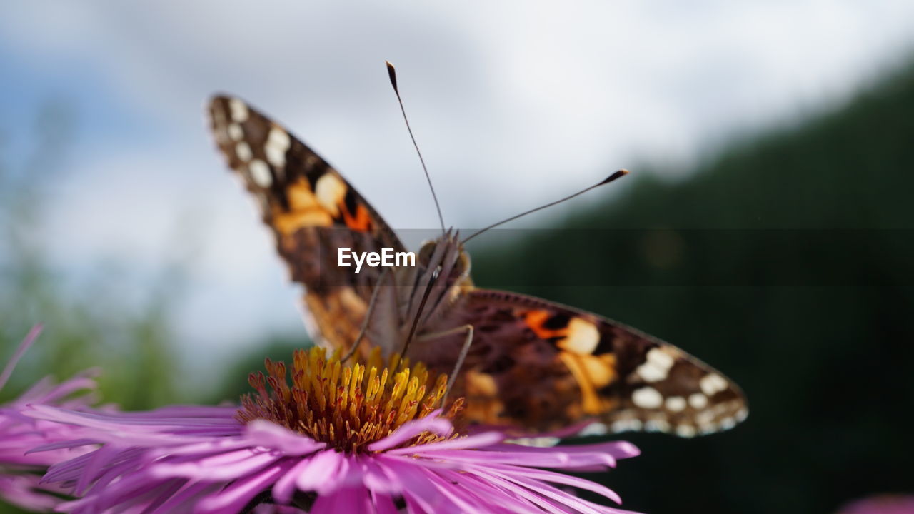 CLOSE-UP OF BUTTERFLY ON FLOWER